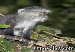 A Blue Monkey in the Great Rift Valley